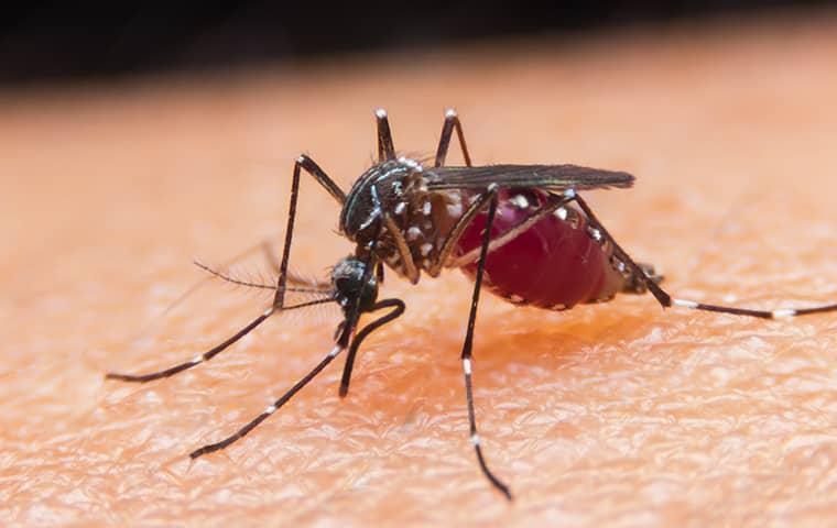 mosquito drinking blood