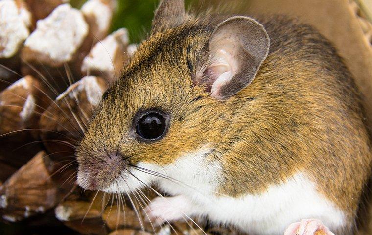 mouse with a pinecone