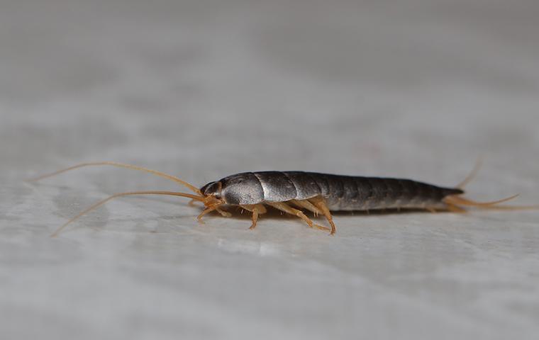 Silverfish: How to Identify, Control, and Get Rid of Them