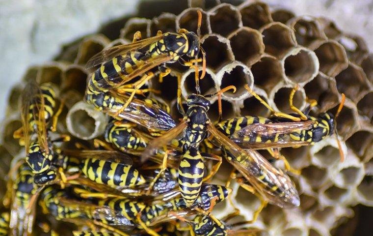 wasps on a nest