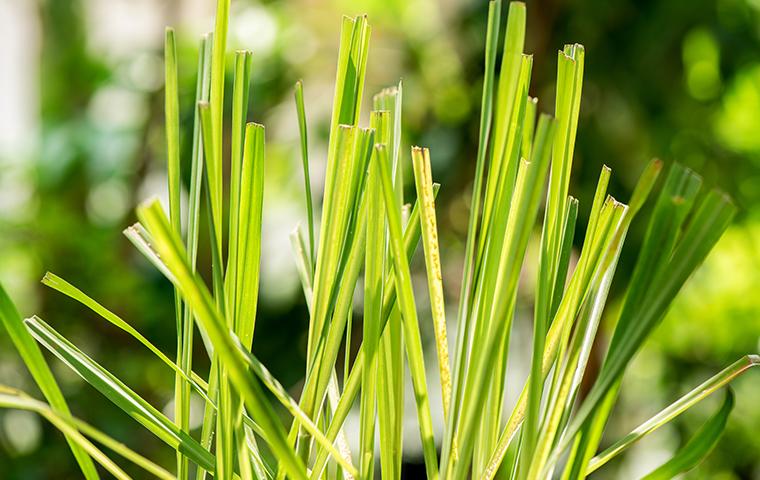 lemon grass