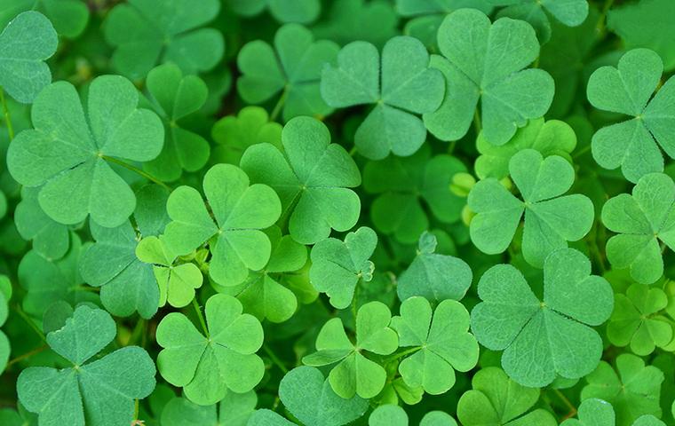 clover leaves