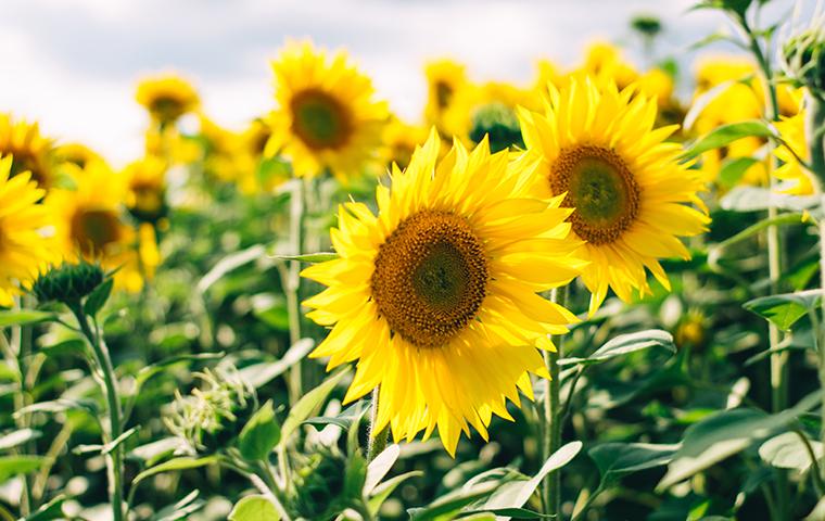 sunflowers