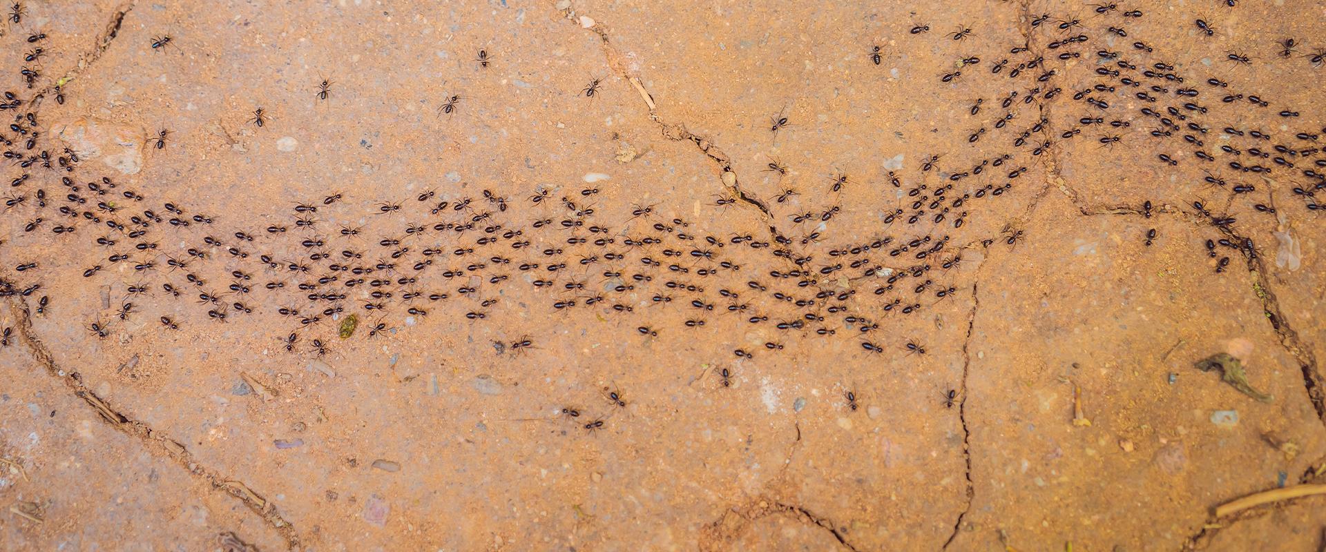 ants running on dirt