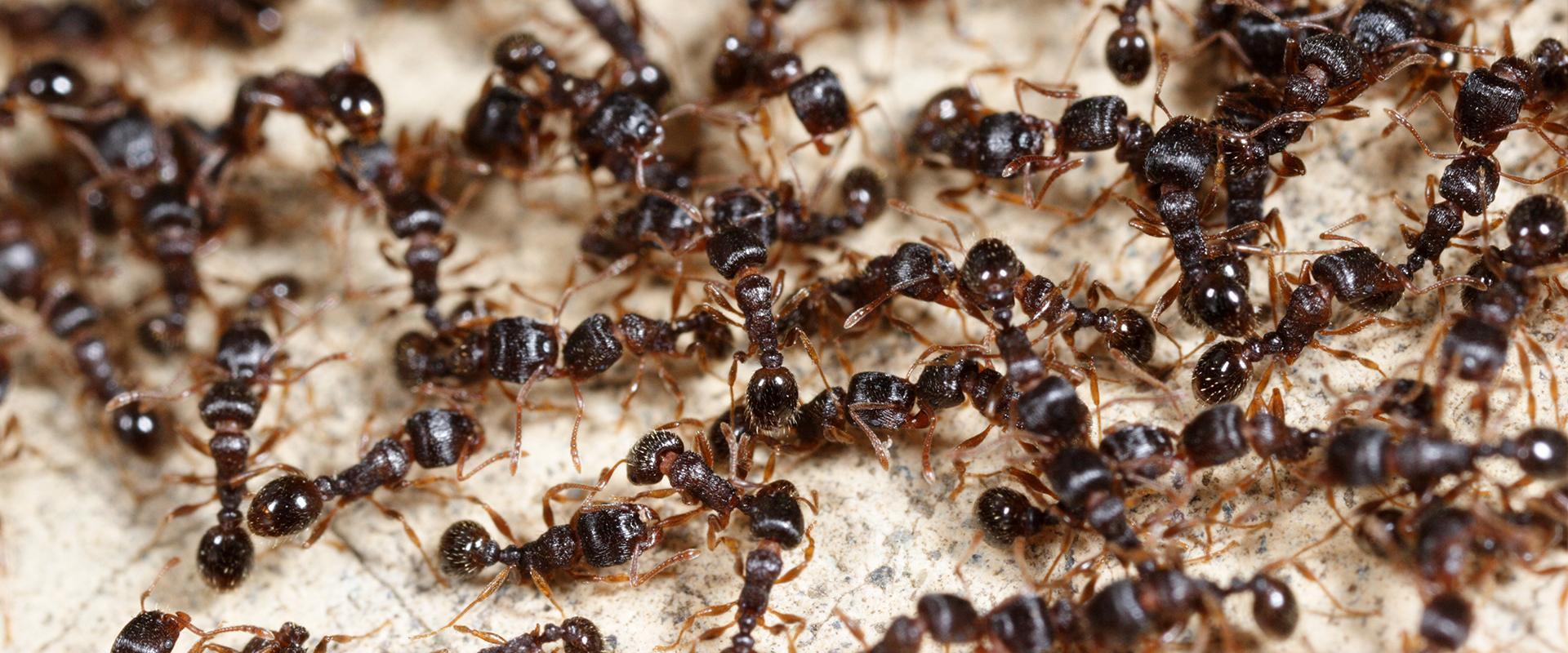 brown ants on gravel