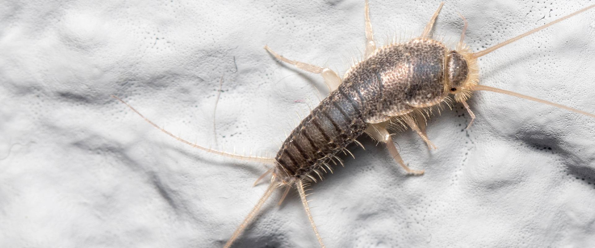 silverfish on counter