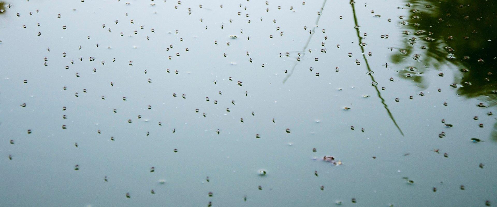 mosquitos swarming above water