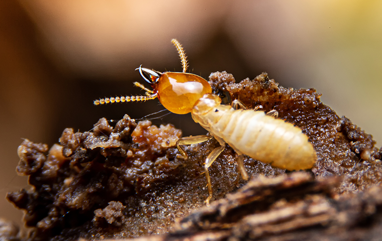 a termite in nest