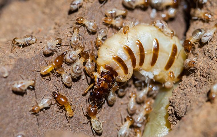 Termite Size