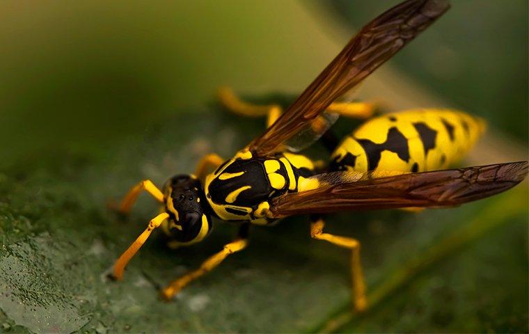 wasp on a leaf