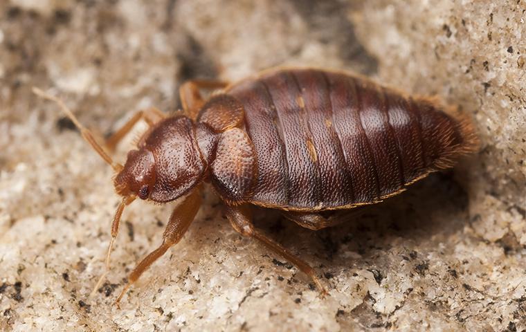 a bed bug on a foam mattress