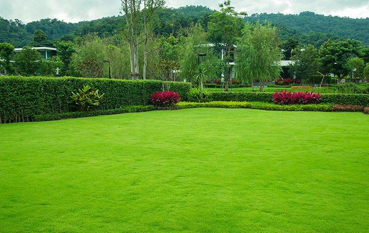 a healthy green lawn