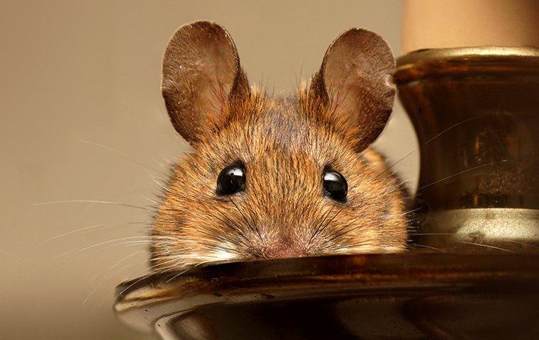 mouse hiding on candlestick