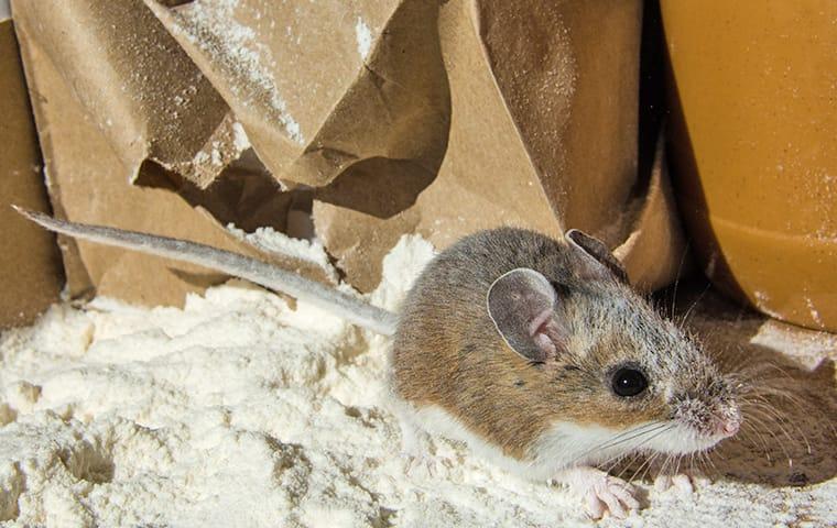 a mouse crawling in flour on a countertop