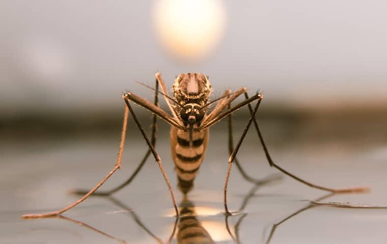 a mosquito drinking from a puddle