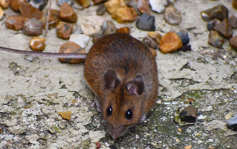 a mouse outside a home
