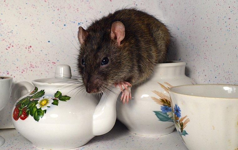 rat coming out of a tea set