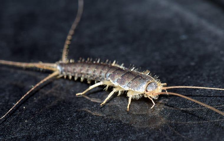 silverfish crawling on bathroom surface