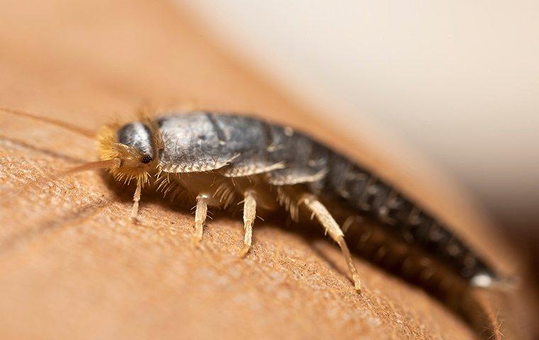 a silverfish crawling on paper