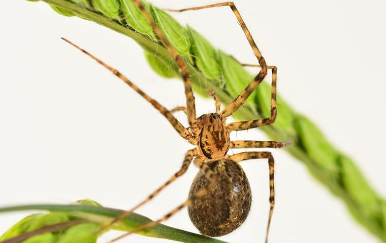 a spider crawling on a charlotte house plant