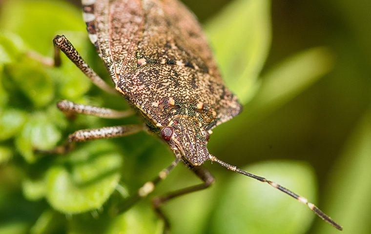 stink bug on leaf