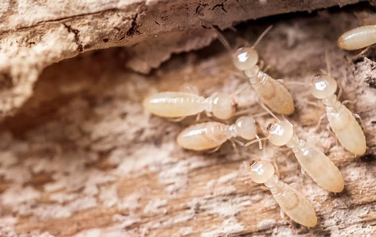 up close image of subterranean termites on damaged wood