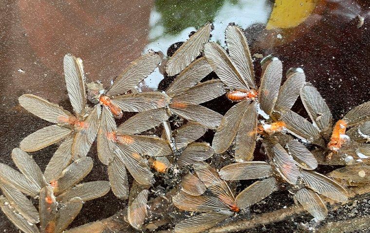 termite alates on a water puddle