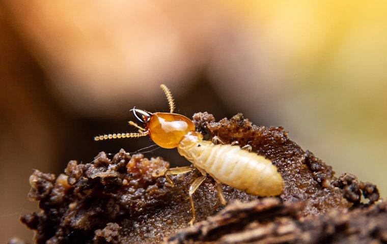 a termite crawling on damaged wood