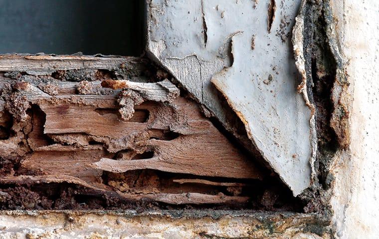 termite damage on a window frame