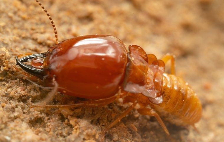 termite in chewed wood