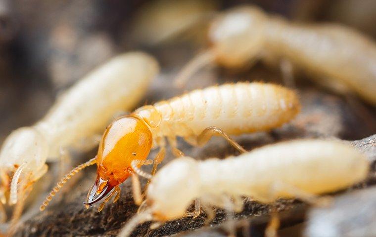 many termites crawling on damaged wood