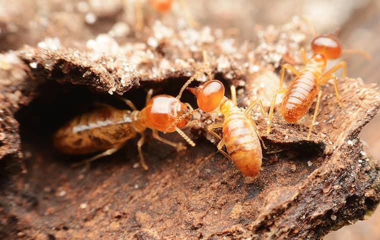 termites eating wood