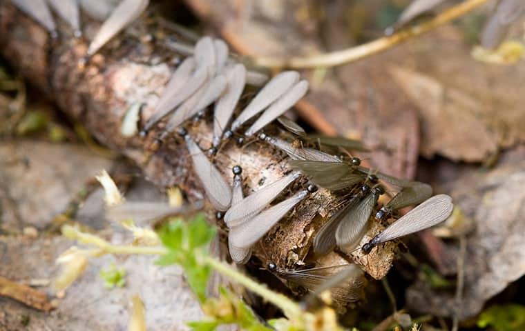 termite alates on the ground outside a home