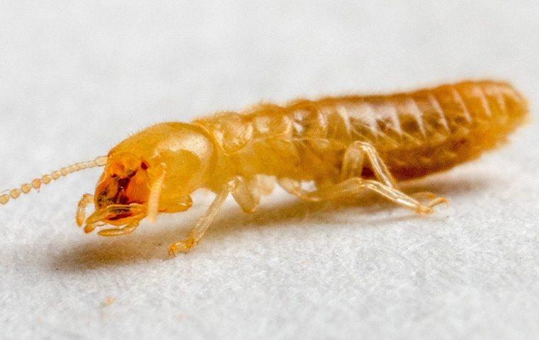termite crawling on paper