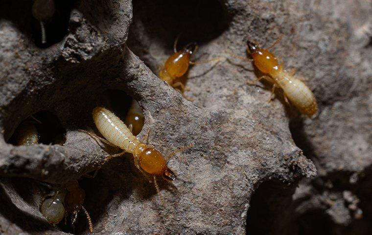 termites