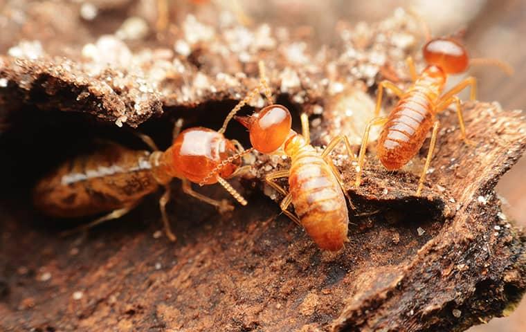 termites in wood