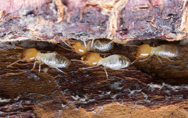 termites on wood