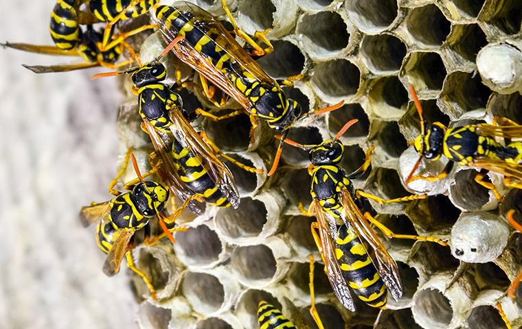 many wasps on their nest
