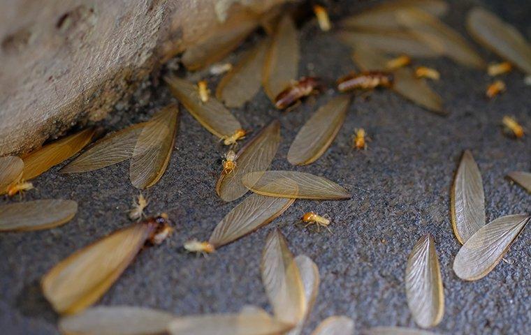 winged termites on floor
