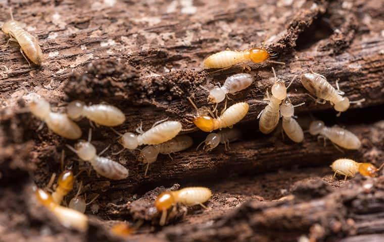 termites on wood