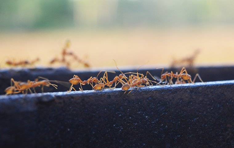 a group of fire ants crawling on a bench
