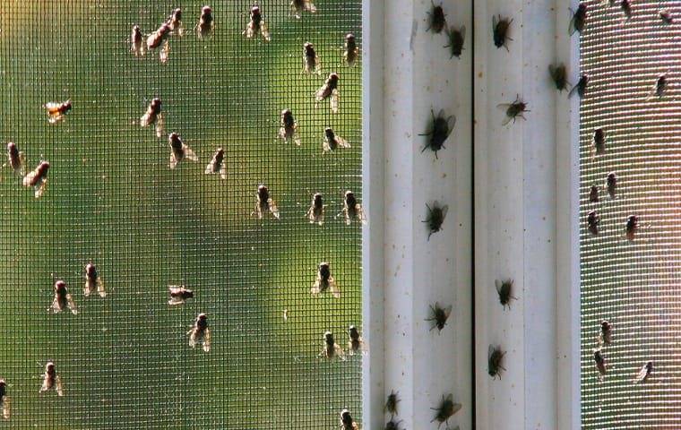 several flies on screen in home