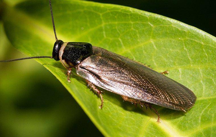 cockroach on leaf