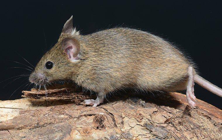 mouse on wood