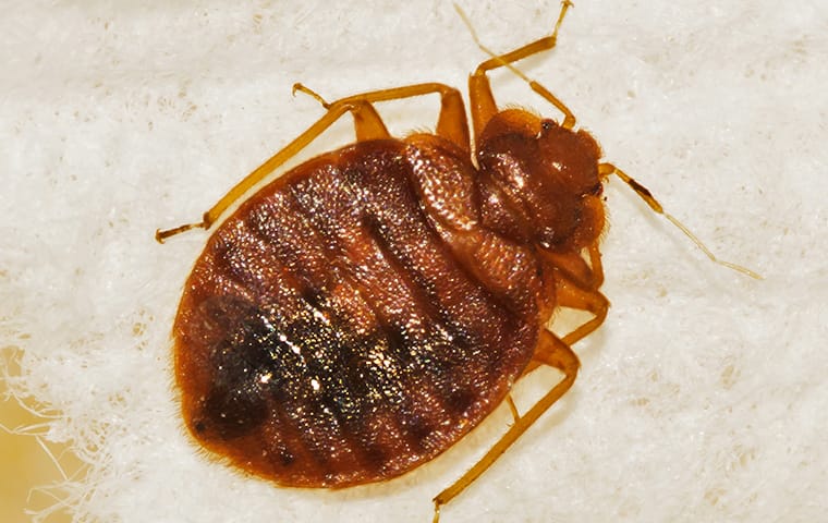 a bed bug on bedding in a home in dallas texas