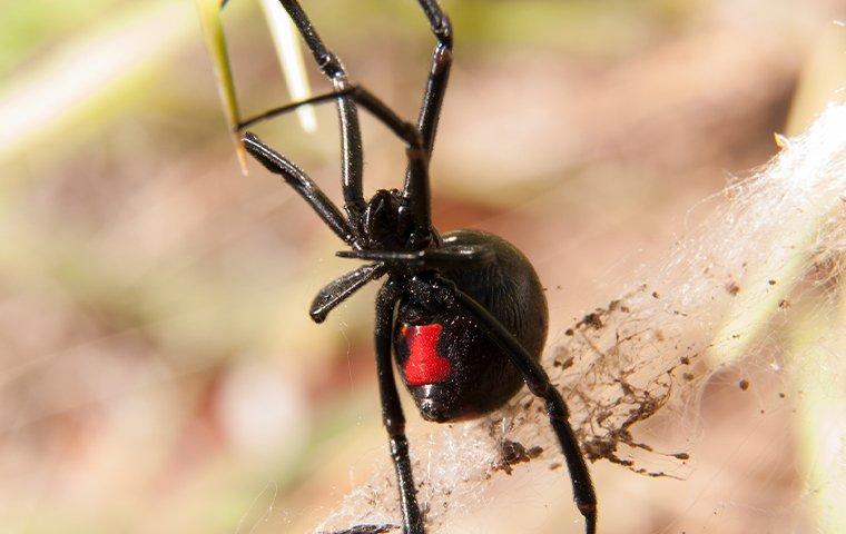 a black widow spider crawling in its web