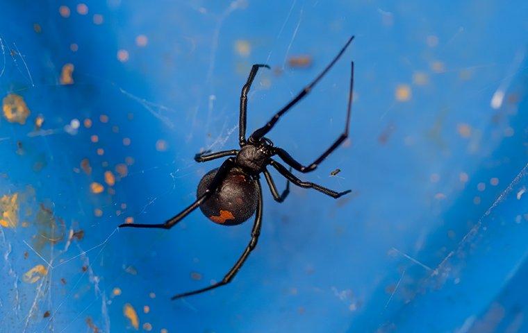 black widow spider making a web outside a home