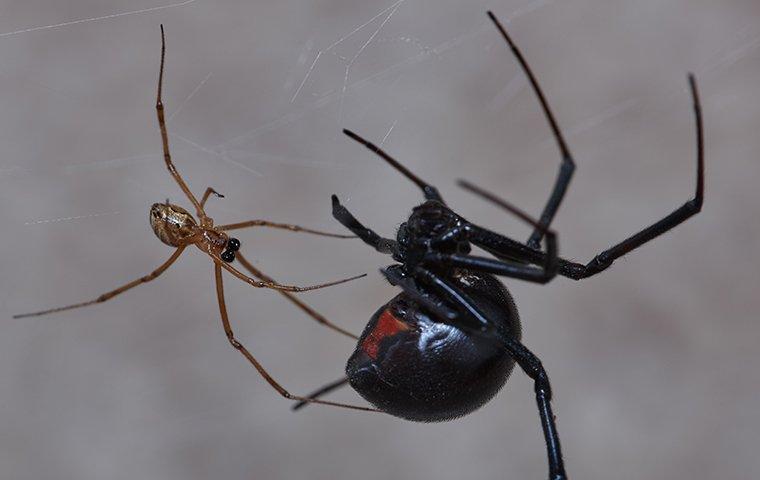 black widow spider male and female