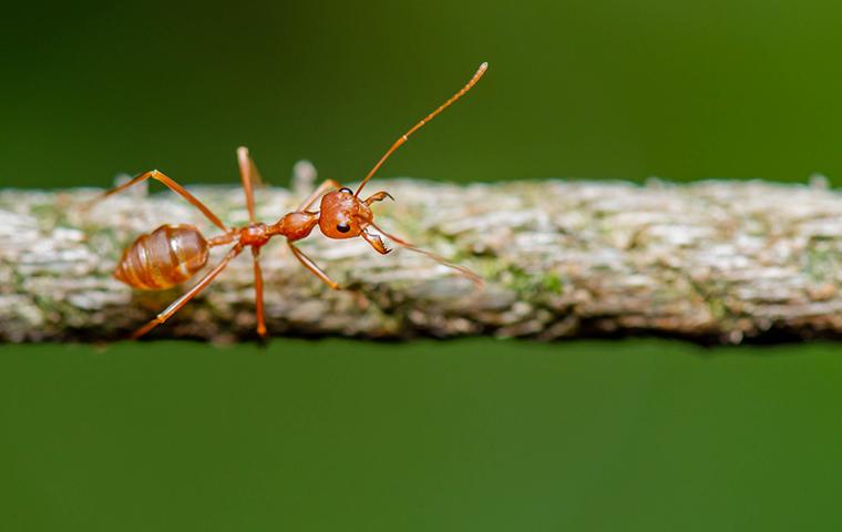 fire ant on a rope