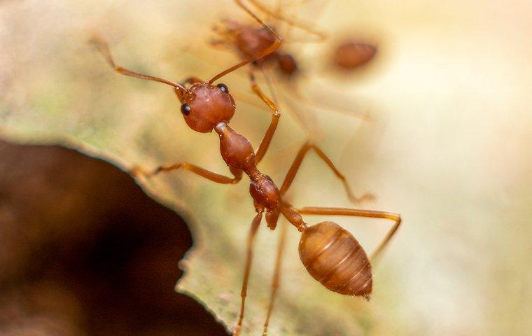 fire ants crawling in a yard